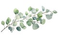 Eucalyptus branch with green leaves. Watercolor illustration, Watercolor green floral card with silver dollar eucalyptus leaves Royalty Free Stock Photo