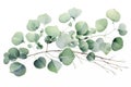 Eucalyptus branch with leaves isolated on white background, Watercolor green floral card with silver dollar eucalyptus leaves and Royalty Free Stock Photo