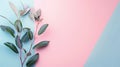 Eucalyptus Branch on Pastel Blue and Pink Background Royalty Free Stock Photo