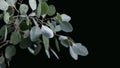 The eucalyptus branch with round leaves silver eucalyptus is on a dark background. Water drops are on the leaves. Template for Royalty Free Stock Photo