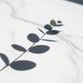 Eucalyptus branch shadow cast on a Royalty Free Stock Photo