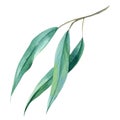 eucalyptus branch tropical leaves watercolor illustration.