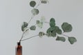 Eucalyptus branch in vase with white wall Royalty Free Stock Photo