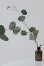 Eucalyptus branch in vase with white wall Royalty Free Stock Photo
