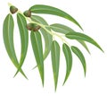 Eucalyptus branch. Vector illustration. Royalty Free Stock Photo