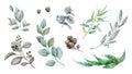 Eucalyptus branch watercolor illustration set. Natural decorative branch single element collection. Hand drawn eucalyptus plant.
