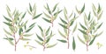 Eucalyptus branches botanical collection vector Royalty Free Stock Photo