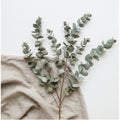 Eucalyptus branches (Eucalyptus spp.) are displayed on a light-colored fabric. The Royalty Free Stock Photo