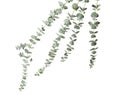 Eucalyptus branches with fresh green leaves