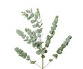 Eucalyptus branches with fresh leave