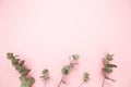 Eucalyptus branches on millennial pink background with copy space. Bottom eucalyptus. Minimalism flat lay. For lifestyle blog. Royalty Free Stock Photo