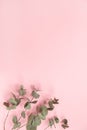 Eucalyptus branches on millennial pink background, copy space, top view. Bottom eucalyptus. Minimalism flat lay. For lifestyle Royalty Free Stock Photo