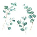 Eucalyptus branches, silver dollar, true blue and seeded eucalyptus. Botanical illustration isolated on white background