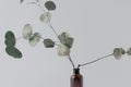 Eucalyptus branch in vase with white wall Royalty Free Stock Photo