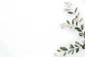 Eucalyptus branches on white background. Flat lay, top view.