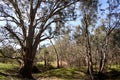 Eucalyptus camaldulensis, commonly known as the river red gum is endemic to Australia in wetlands area