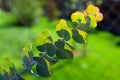 Eucalyptus cinerea, silver dollar tree, Little boy blue Royalty Free Stock Photo