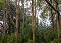 Eucalyptus deglupta, commonly known as the rainbow eucalyptus, on the Hana side of Maui in Hawaii.