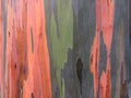 Eucalyptus Deglupta Rainbow Eucalyptus Tree Growing on Kauai Island in Hawaii. Royalty Free Stock Photo