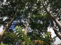 Eucalyptus Deglupta Rainbow Eucalyptus Trees Growing on Kauai Island in Hawaii. Royalty Free Stock Photo