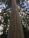 Eucalyptus Deglupta Rainbow Eucalyptus Trees Growing on Kauai Island in Hawaii. Royalty Free Stock Photo