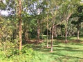 Eucalyptus Deglupta Rainbow Eucalyptus Trees Growing on Kauai Island in Hawaii. Royalty Free Stock Photo