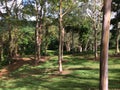 Eucalyptus Deglupta Rainbow Eucalyptus Trees Growing on Kauai Island in Hawaii. Royalty Free Stock Photo