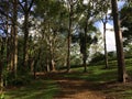 Eucalyptus Deglupta Rainbow Eucalyptus Trees Growing on Kauai Island in Hawaii. Royalty Free Stock Photo