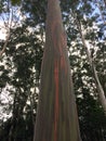 Eucalyptus Deglupta Rainbow Eucalyptus Trees Growing on Kauai Island in Hawaii. Royalty Free Stock Photo