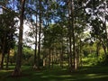 Eucalyptus Deglupta Rainbow Eucalyptus Trees Growing on Kauai Island in Hawaii. Royalty Free Stock Photo