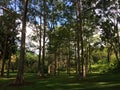 Eucalyptus Deglupta Rainbow Eucalyptus Trees Growing on Kauai Island in Hawaii. Royalty Free Stock Photo