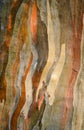 Eucalyptus deglupta tree bark