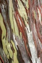 Eucalyptus deglupta tree bark