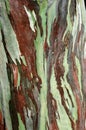 Eucalyptus deglupta tree bark Royalty Free Stock Photo