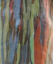 Eucalyptus deglupta tree bark texture