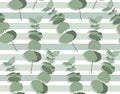 Eucalyptus different tree, foliage natural branches with green leaves seeds tropical seamless pattern.