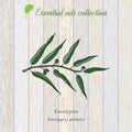 Eucalyptus, essential oil label, aromatic plant.