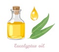 Eucalyptus essential oil set. Glass bottle, oil drop and green leaf.