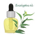 Eucalyptus essential oil vector illustration Aromatherapy