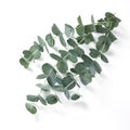 Eucalyptus Royalty Free Stock Photo