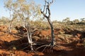 Eucalyptus Exposed Tree Roots - Kimberley - Australia Royalty Free Stock Photo