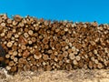 Eucalyptus firewood trunk tree piled up texture - pattern stacked fire wood
