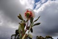 eucalyptus flower against a dramatic sky, with storm clouds rolling in