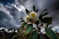 eucalyptus flower against a dramatic sky, with storm clouds rolling in