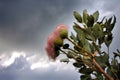 eucalyptus flower against a dramatic sky, with storm clouds rolling in