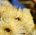 Eucalyptus flower with bee inside