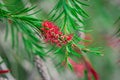 Eucalyptus flower cluster pink bloom