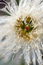 Eucalyptus flower Royalty Free Stock Photo