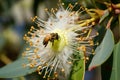 eucalyptus flower in full bloom, with a bee enjoying the nectar