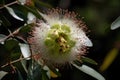eucalyptus flower in full bloom, surrounded by lush greenery